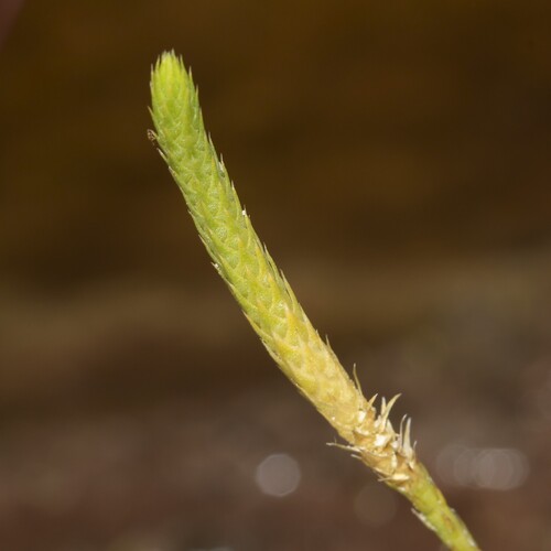 Brownseya serpentina, 2025-11-24