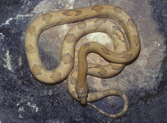 Bogertophis subocularis