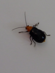 Aulacophora nigripennis