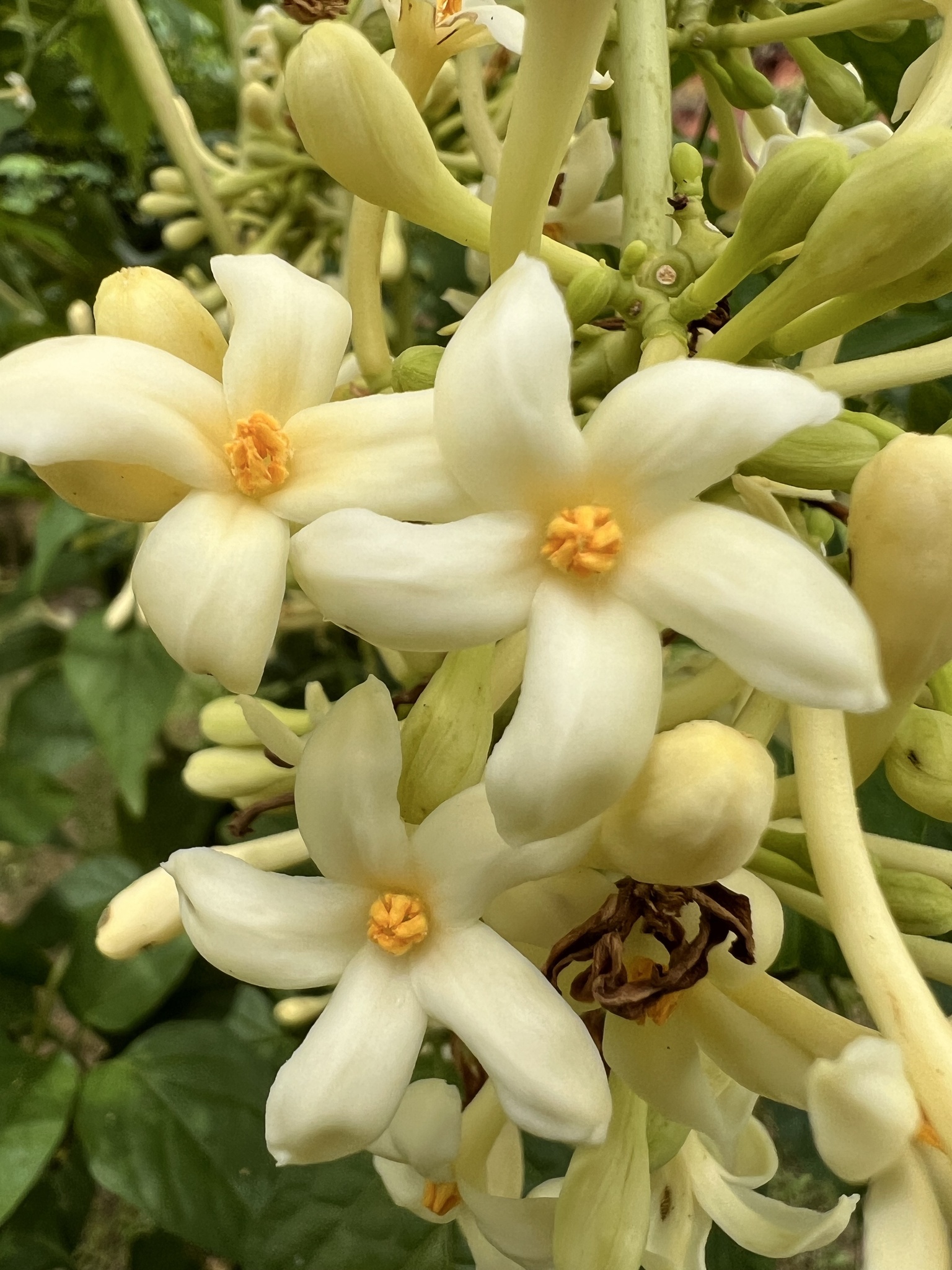 Carica papaya