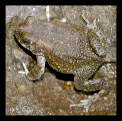 Sclerophrys pusilla