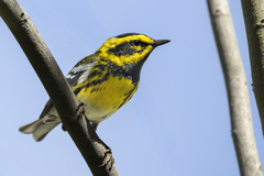 Townsend's Warbler photo 5
