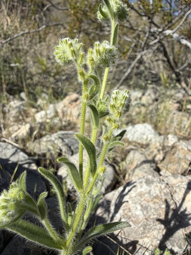bearded cryptantha (Cryptantha barbigera)