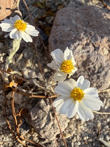 Eriophyllum lanosum, photograph 6