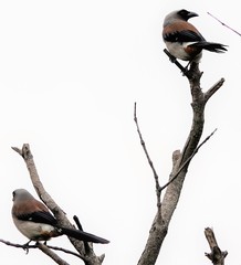 Dendrocitta formosae