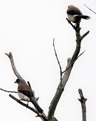 Dendrocitta formosae