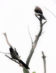 Dendrocitta formosae