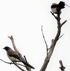 Dendrocitta formosae