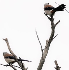 Dendrocitta formosae