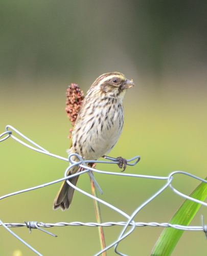 Streaky Seedeater