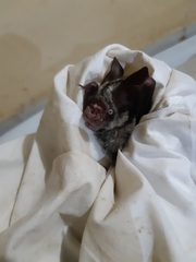 Hipposideros diadema