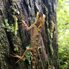 Gonocephalus kuhlii