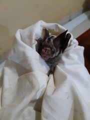 Hipposideros diadema