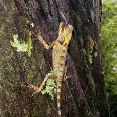 Gonocephalus kuhlii