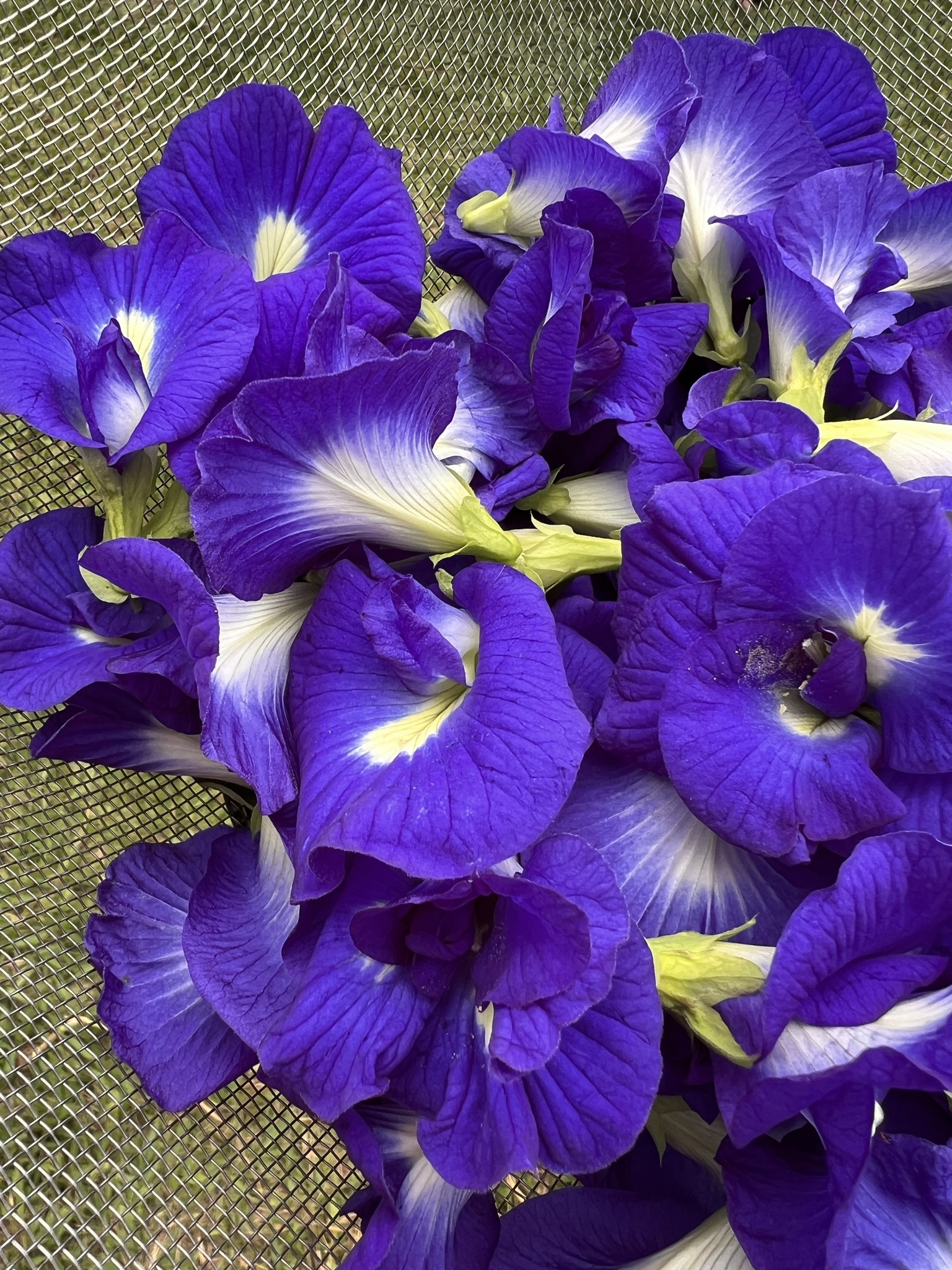Clitoria ternatea