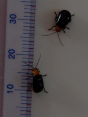 Aulacophora nigripennis