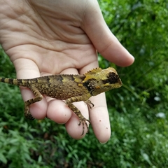 Gonocephalus kuhlii