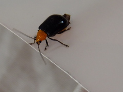 Aulacophora nigripennis
