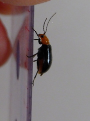 Aulacophora nigripennis
