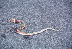 Bogertophis subocularis