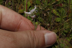 Fumaria macrocarpa