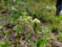 Pseudocreobotra ocellata
