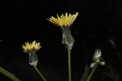 Sonchus tenerrimus