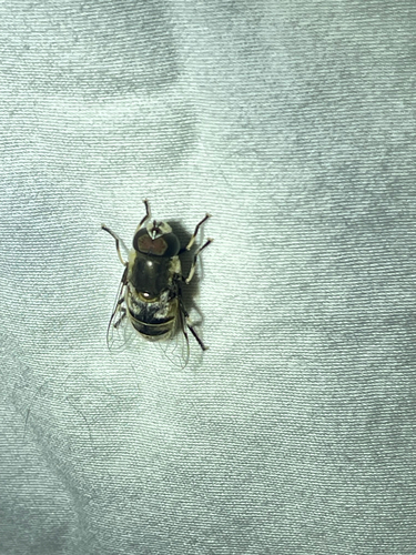 Unknown species found near Farside Rd, Ellicott City, MD, US