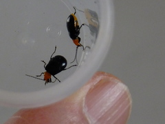 Aulacophora nigripennis
