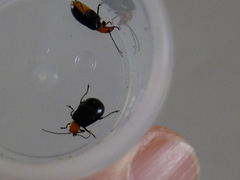 Aulacophora nigripennis