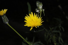 Sonchus tenerrimus