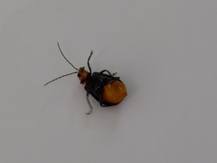 Aulacophora nigripennis