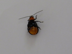 Aulacophora nigripennis