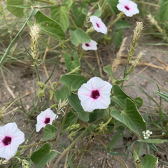 Ipomoea sinensis blepharosepala