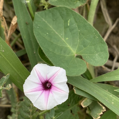 Ipomoea sinensis blepharosepala