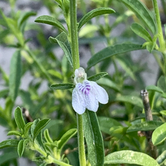Justicia divaricata