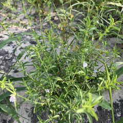 Justicia divaricata