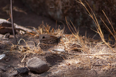 Argyrophorus argenteus