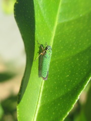 Versigonalia ruficauda