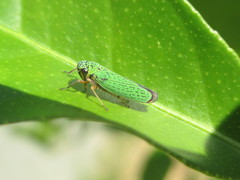 Versigonalia ruficauda