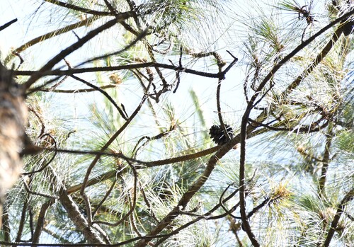 Pinus kesiya, photograph 2
