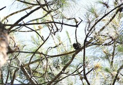 Pinus kesiya, photograph (c) Zac Peterson, some rights reserved (CC BY)
