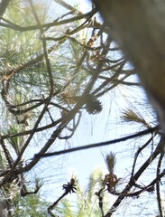 Pinus kesiya, photograph (c) Zac Peterson, some rights reserved (CC BY)