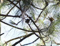 Pinus kesiya