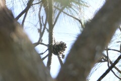 Pinus kesiya, photograph (c) Zac Peterson, some rights reserved (CC BY)