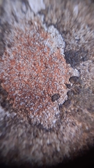 Porpidia soredizodes