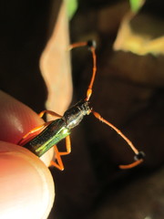 Compsocerus chevrolati