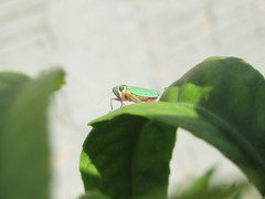 Versigonalia ruficauda