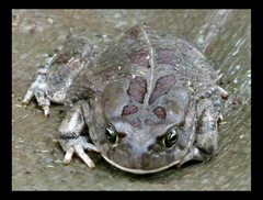 Sclerophrys garmani