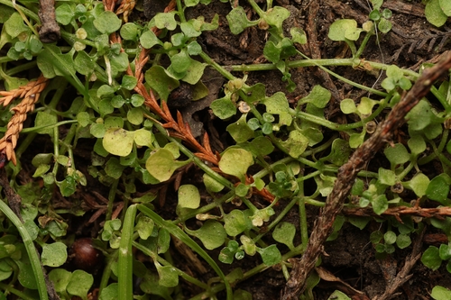 round water-starwort (Callitriche muelleri)